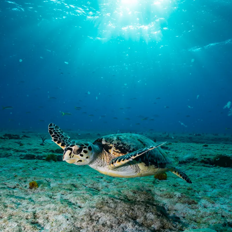 Underwater photo of turtles in Oman